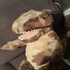 Brown Carnotaurus plush